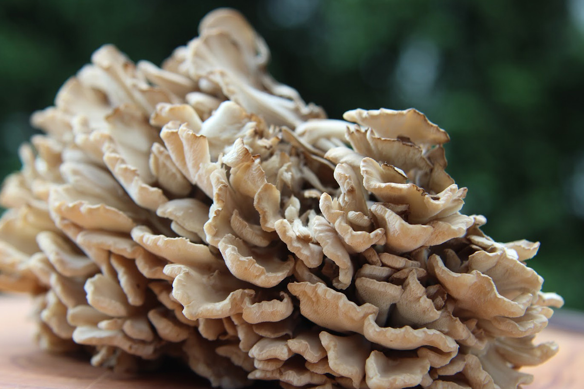 Maitake-Mushrooms