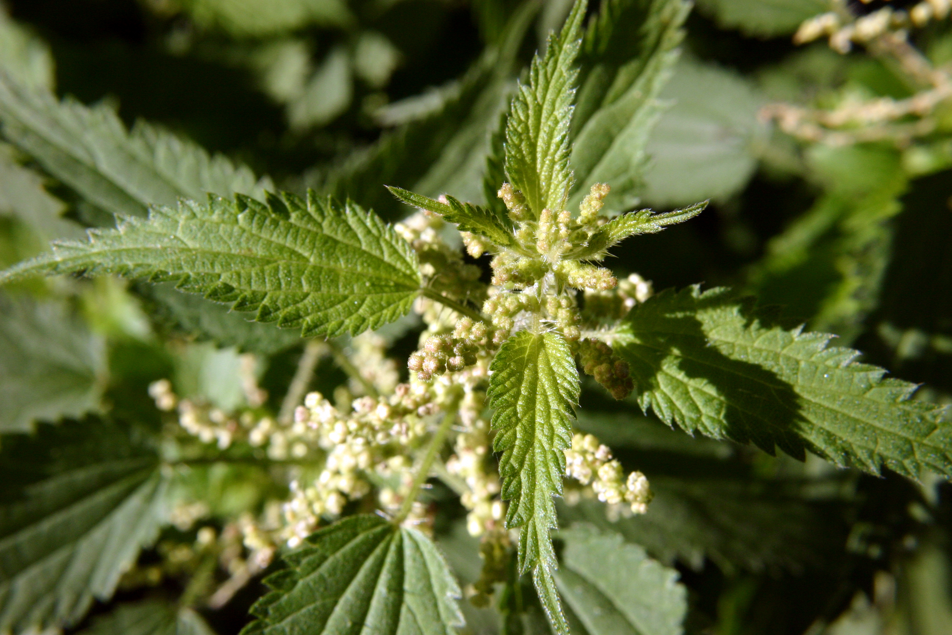 nettle_flower_full