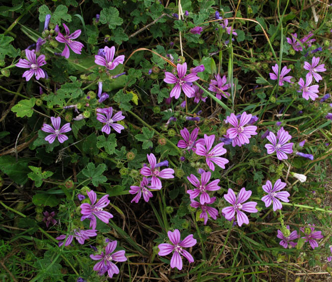 Malva sylvestris Groix 791 13-7-10