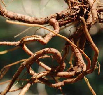 chitrak-plumbago-zeylanica-1083369